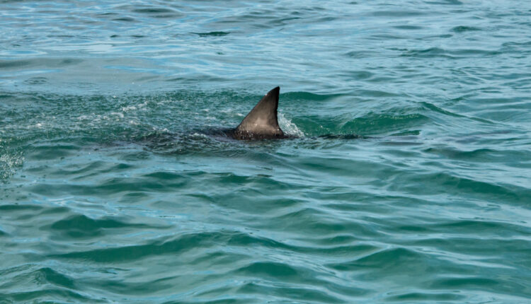 A great white shark fin showing above the water