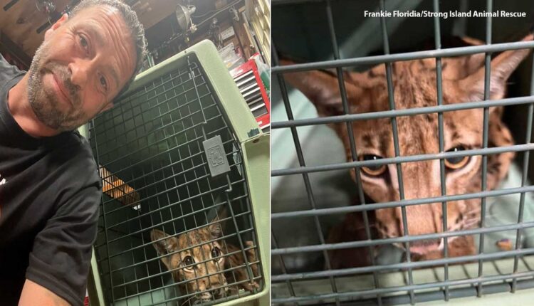  Wild cat spotted in West Islip, Long Island;  Suffolk County captured, receiving care
