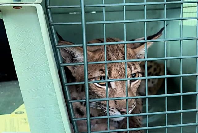 Lynx Captured After Being On Loose In Suffolk County
