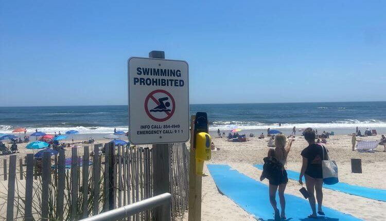 shark sightings