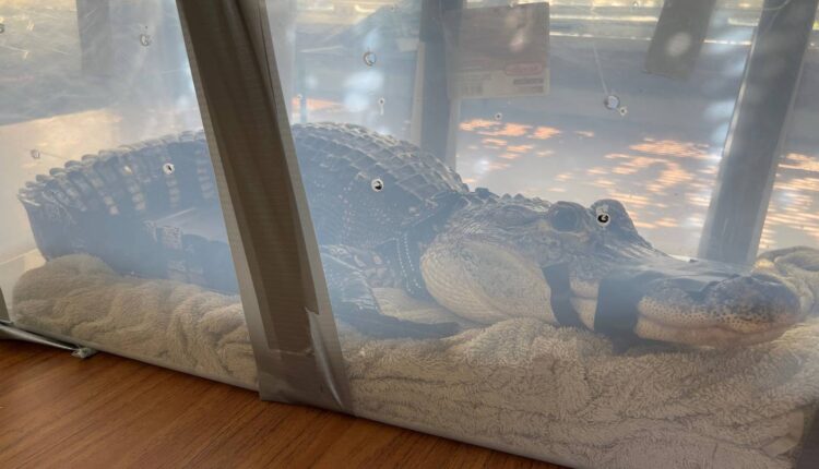 5-feet-long alligator named Zachary surrendered to authorities in New York – WHIO TV 7 and WHIO Radio

