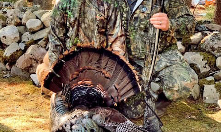 DEC seeks to help to report turkey sightings in August - Spotlight News - The home of The Spot 518
