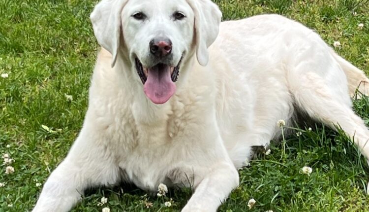  Opinion |  It's the 'dog days' of summer on Long Island.  When did 'hazy, hot & humid' forecasts turn into all these advisories & warnings?
