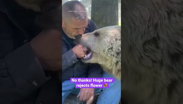 370-pound bear at the Orphaned Wildlife Center in New York rejects flower treat🐻🌸