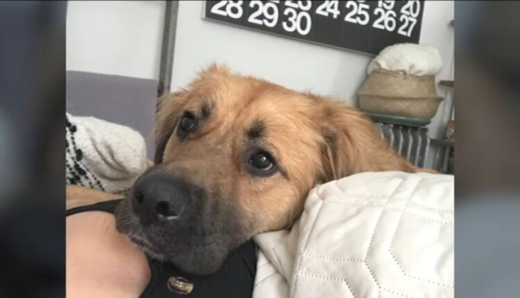 Woman 'shattered' after dog killed in random attack in Brooklyn park