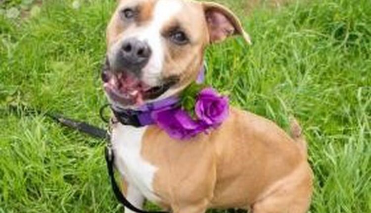 Meet the CNYSPCA Pet of the Week: Blossom
