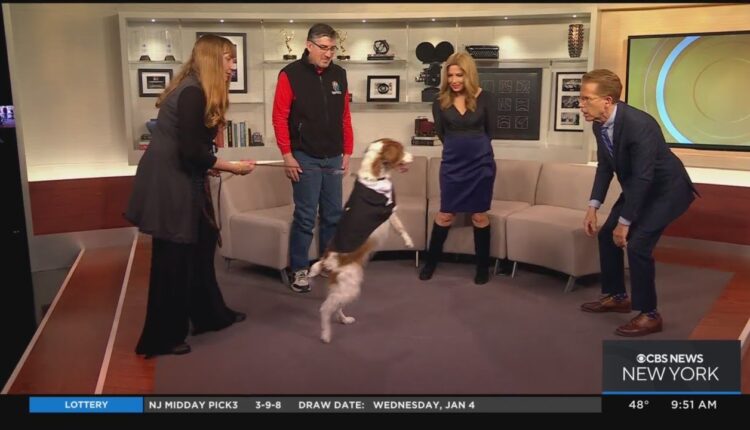 Dexter the dog teaches how to get back up