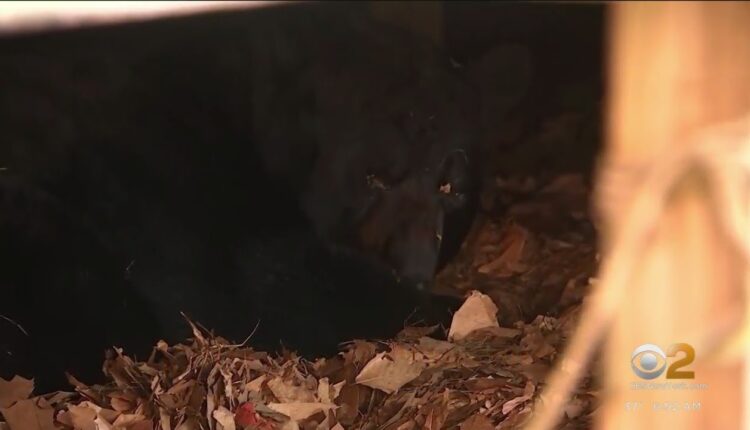 Bear hibernating under CT home