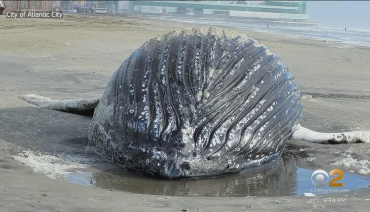 Dead whales washing ashore prompt local activists to call on President Biden