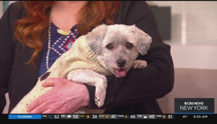 Furry Friend Finder: Faith