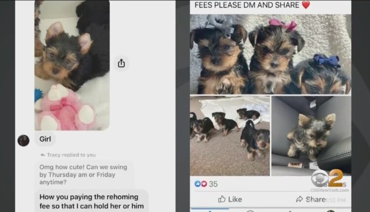 2 Tri-State Area residents targeted in puppy scam on Facebook