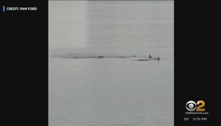 Dolphins spotted in Little Neck Bay in Queens