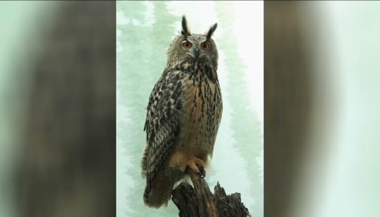 Central Park Zoo stopping all efforts to recapture Flaco the escaped owl