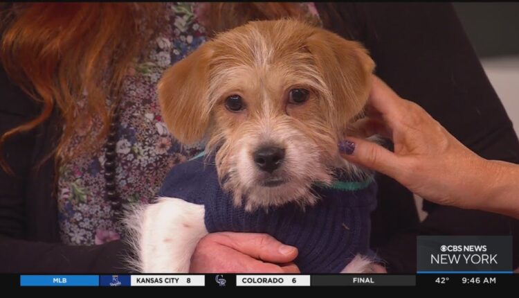 Furry Friend Finder: Clifford