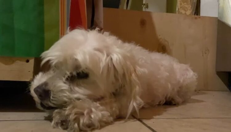 Elderly dog euthanized hours after escape from owner's yard