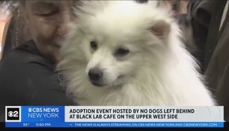 Adoption event hosted by nonprofit at Black Lab Cafe on UWS