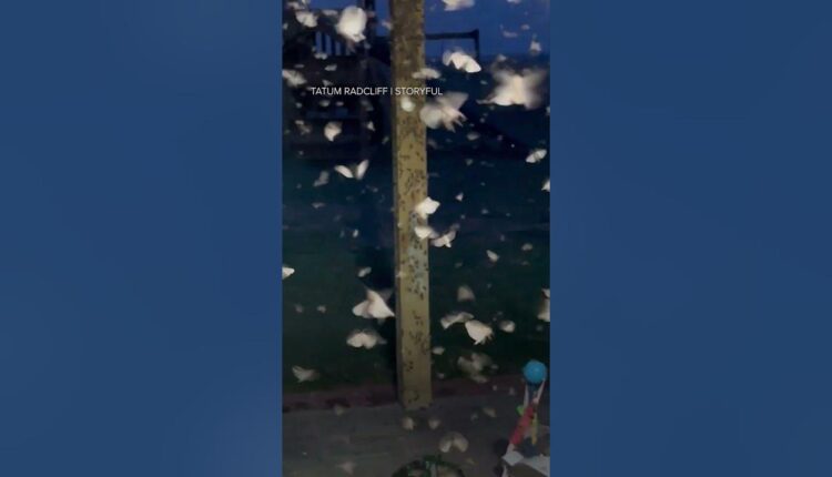 Woman wakes up to moth on her face, finds massive swarm engulfing home