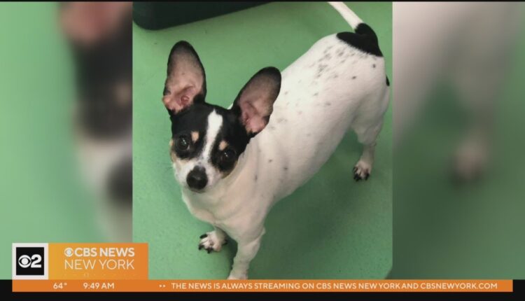 Furry Friend Finder: Bailey