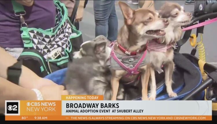 "Broadway Barks" adoption event at Shubert Alley