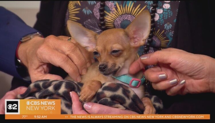 Furry Friend Finder: Peanut