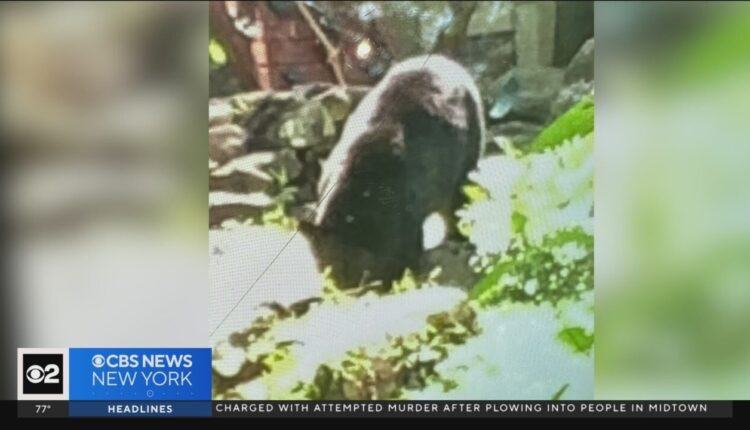 Bear shot, killed after attacking child in Westchester County