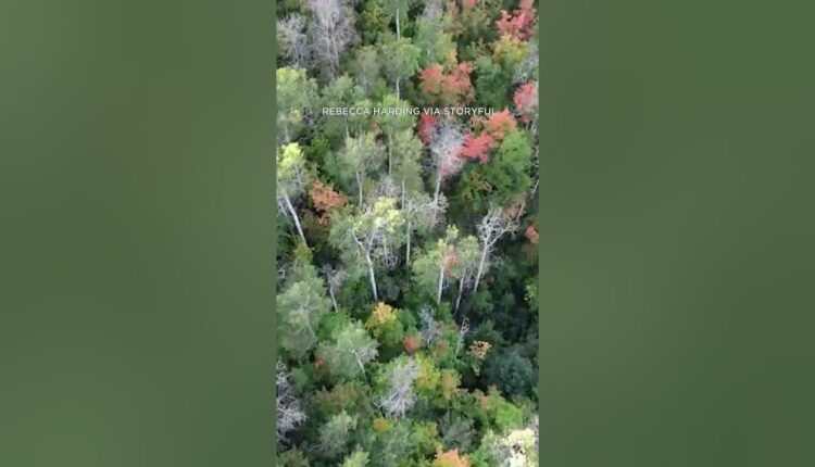 Drone footage shows first signs of fall foliage in Utah