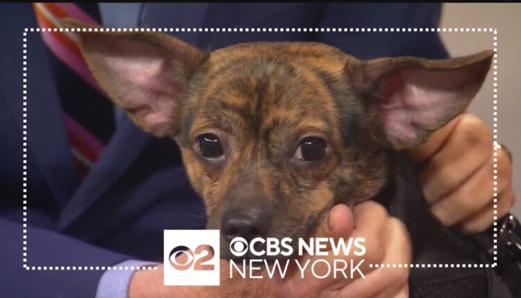 Furry Friend Finder: Hugo
