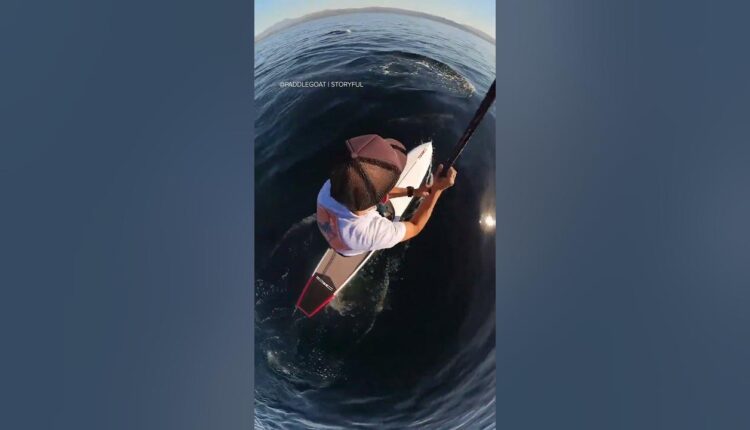 Pod of dolphins rides along with paddleboarder