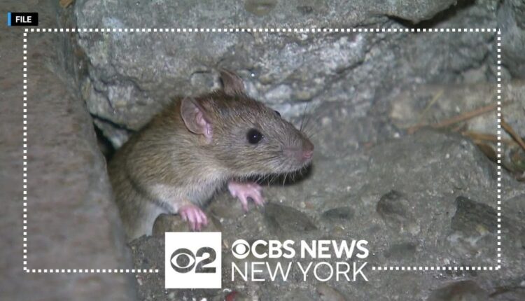 New York City falls in national rattiest city rankings