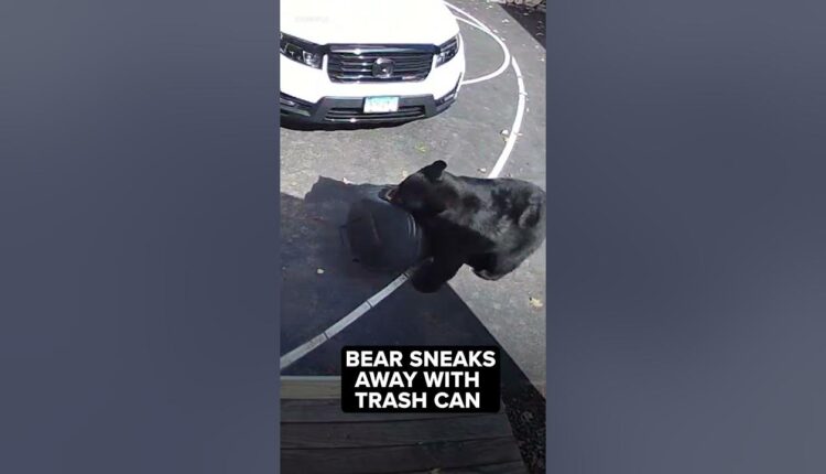 Pesky neighbor steals trash cans AGAIN