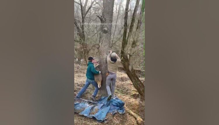 Men rescue deer with antlers caught in rope