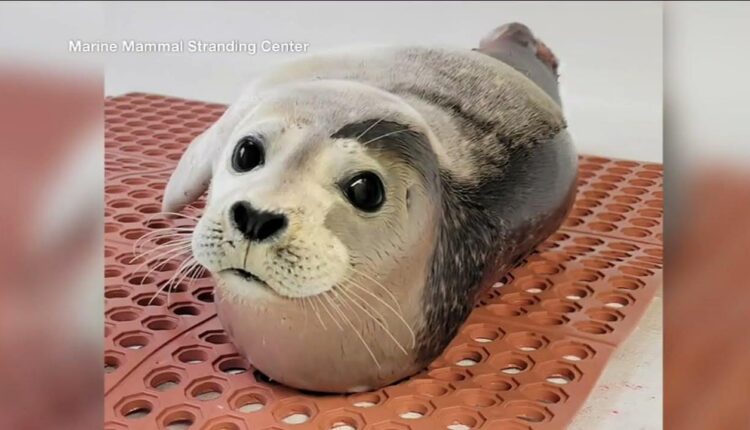 Seal washes up on Jersey Shore after being bit by shark