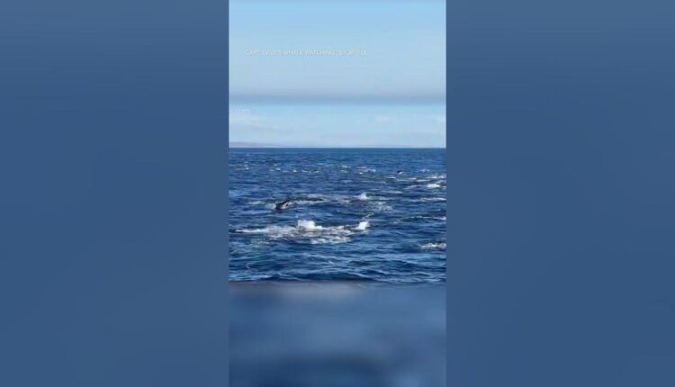 Boat is just one of the pod as dolphins swim en masse
