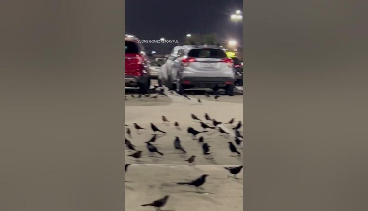 Hundreds of birds take over Texas parking lot