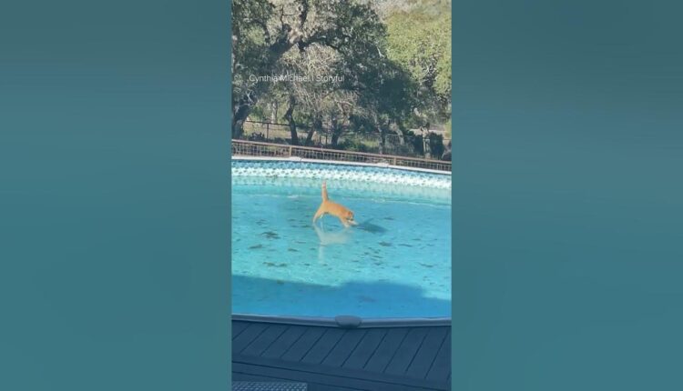 Cat's and water don't mix and this video proves it