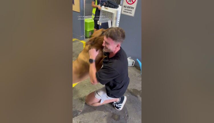 Ronnie the Rhodesian ridgeback reunited with owner