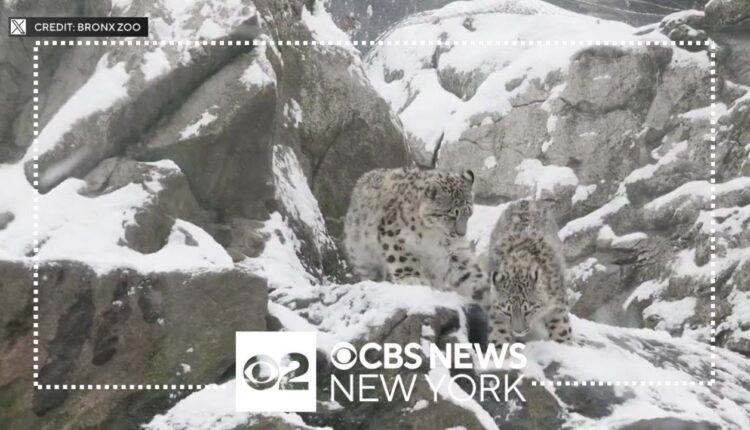 See it: Snow leopards have fun in the snow at the Bronx Zoo