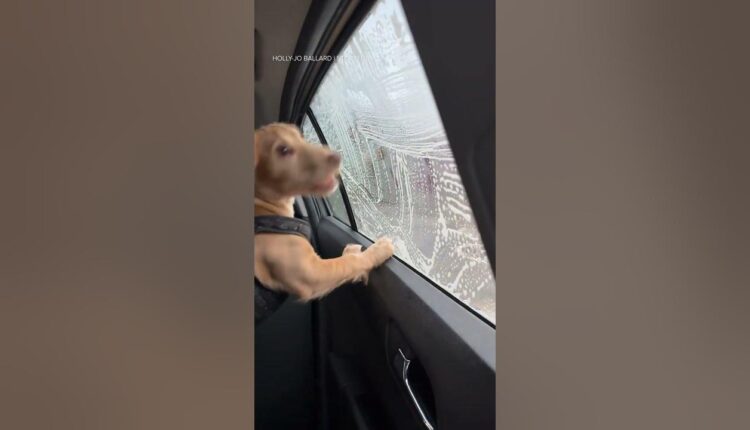 Puppy can't get enough of car wash