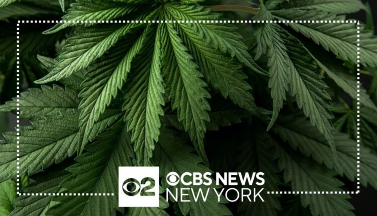Licensed cannabis dispensaries in NY tripled since December