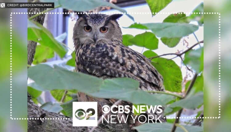 Central Park Zoo officials say Flaco the owl has died
