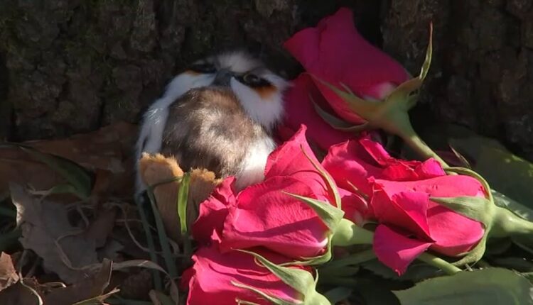 Mourners leave notes, flowers for Flaco at his favorite tree in Central Park