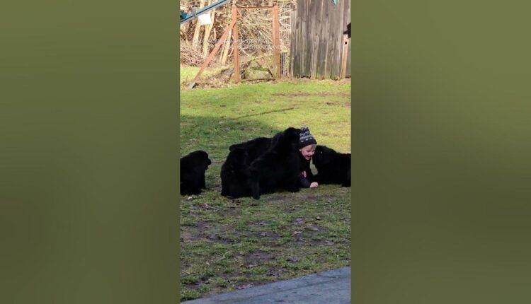 He just couldn't escape this litter of Newfoundland puppies 🐶🤣