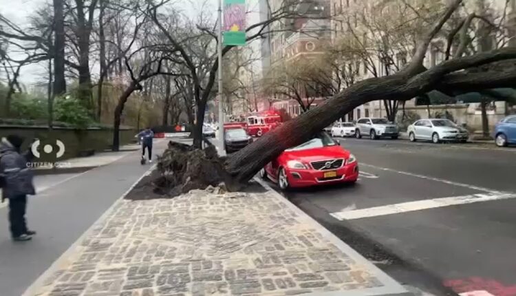Massive tree falls on car, blocking part of Fifth Avenue