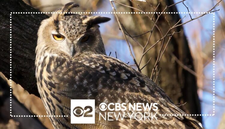 Flaco the owl's cause of death revealed