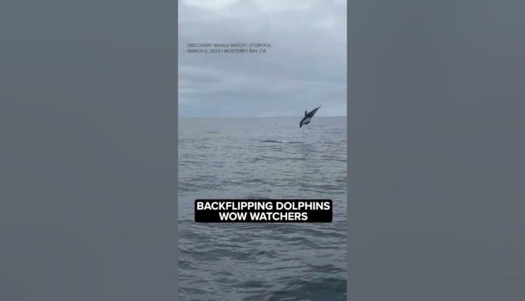Acrobat dolphins delight whale watchers